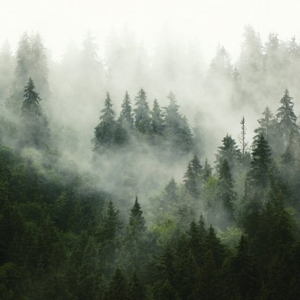 Fototapet cu o pădure cețoasă, creând o atmosferă misterioasă și relaxantă.