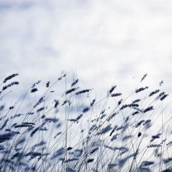 Wallpaper Scandinavian Light - Iarbă înaltă pe un fundal albastru deschis