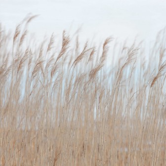 Fototapet cu aspect de stuf, într-o sufragerie elegantă