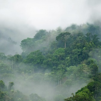 Fototapet cu o pădure învăluită în ceață