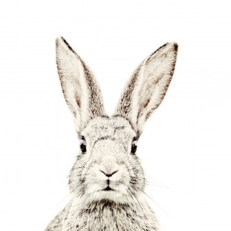 Tapet magnetic cu iepure, o alegere perfectă pentru a adăuga un strop de joacă și farmec camerei tale!