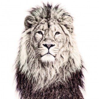 Tapet magnetic cu imaginea unui leu